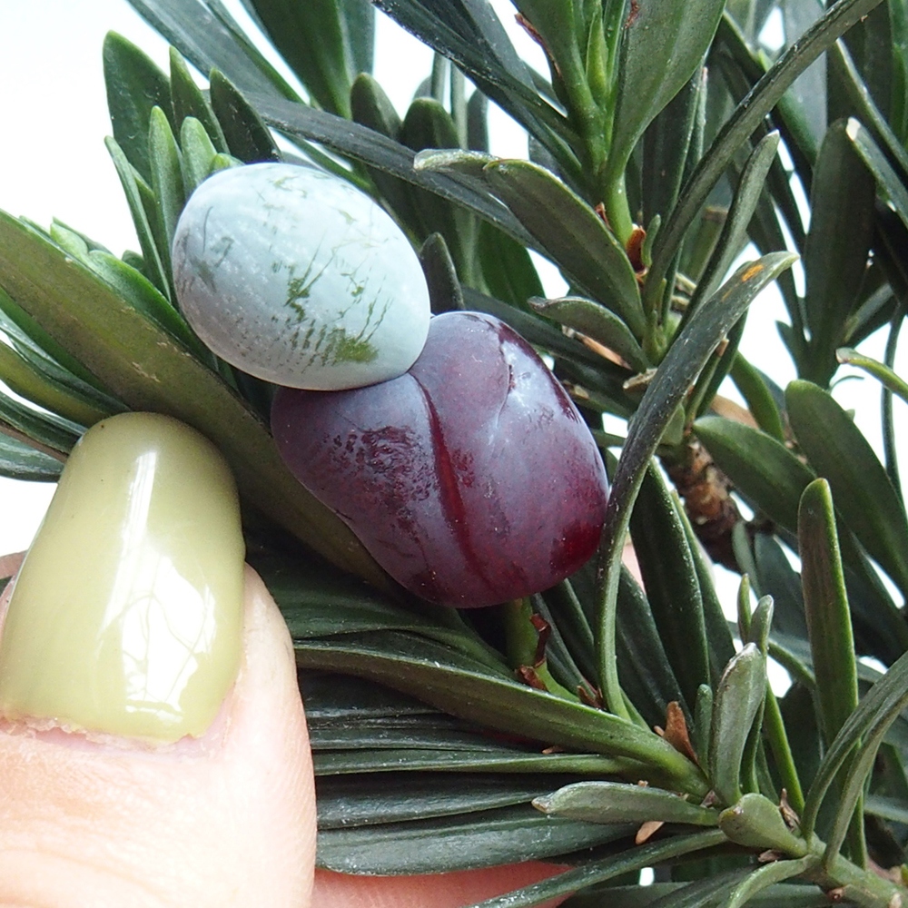 Bonsái de habitación - Podocarpus - Tejo de piedra