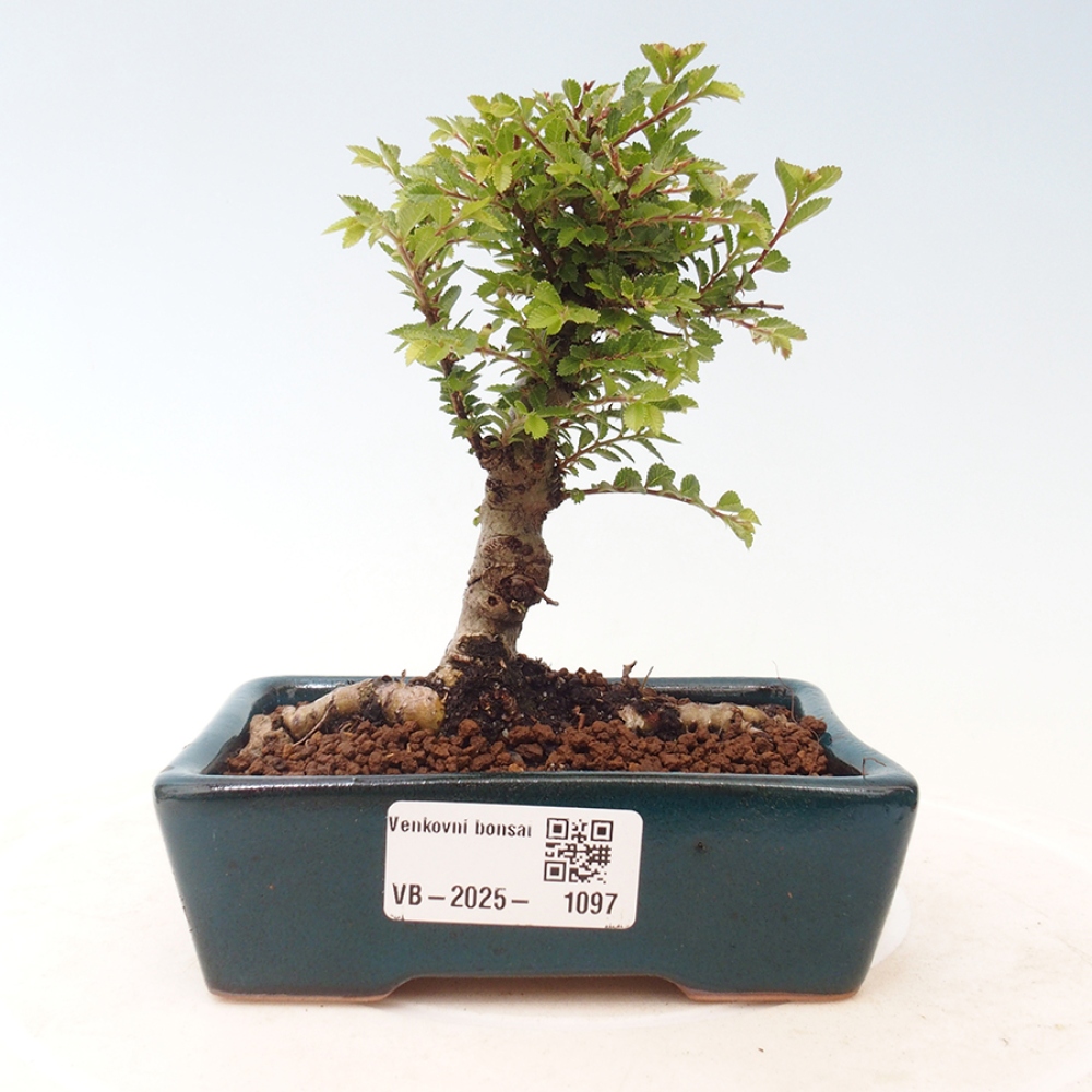 Bonsai de exterior - Ulmus parvifolia Sagei - Olmo de hoja pequeña