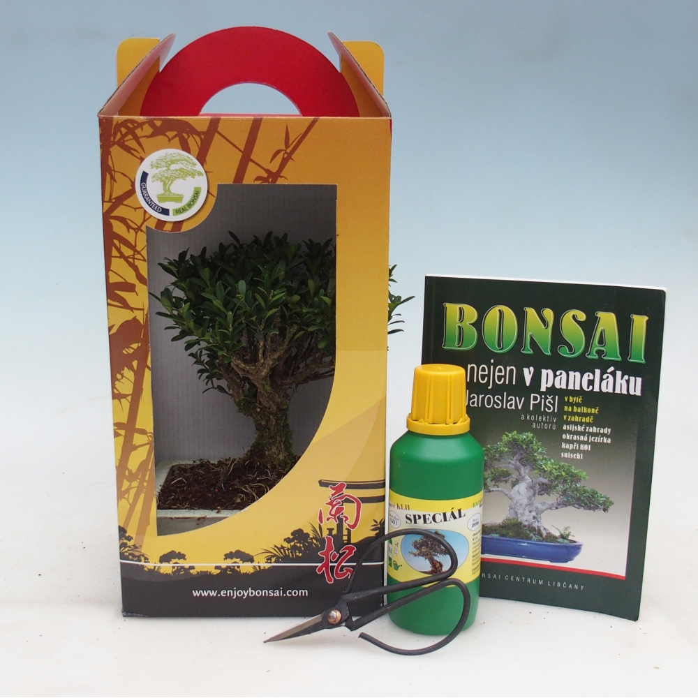 Bonsái de habitación en caja de regalo Buxus harlandii - buxus de corcho