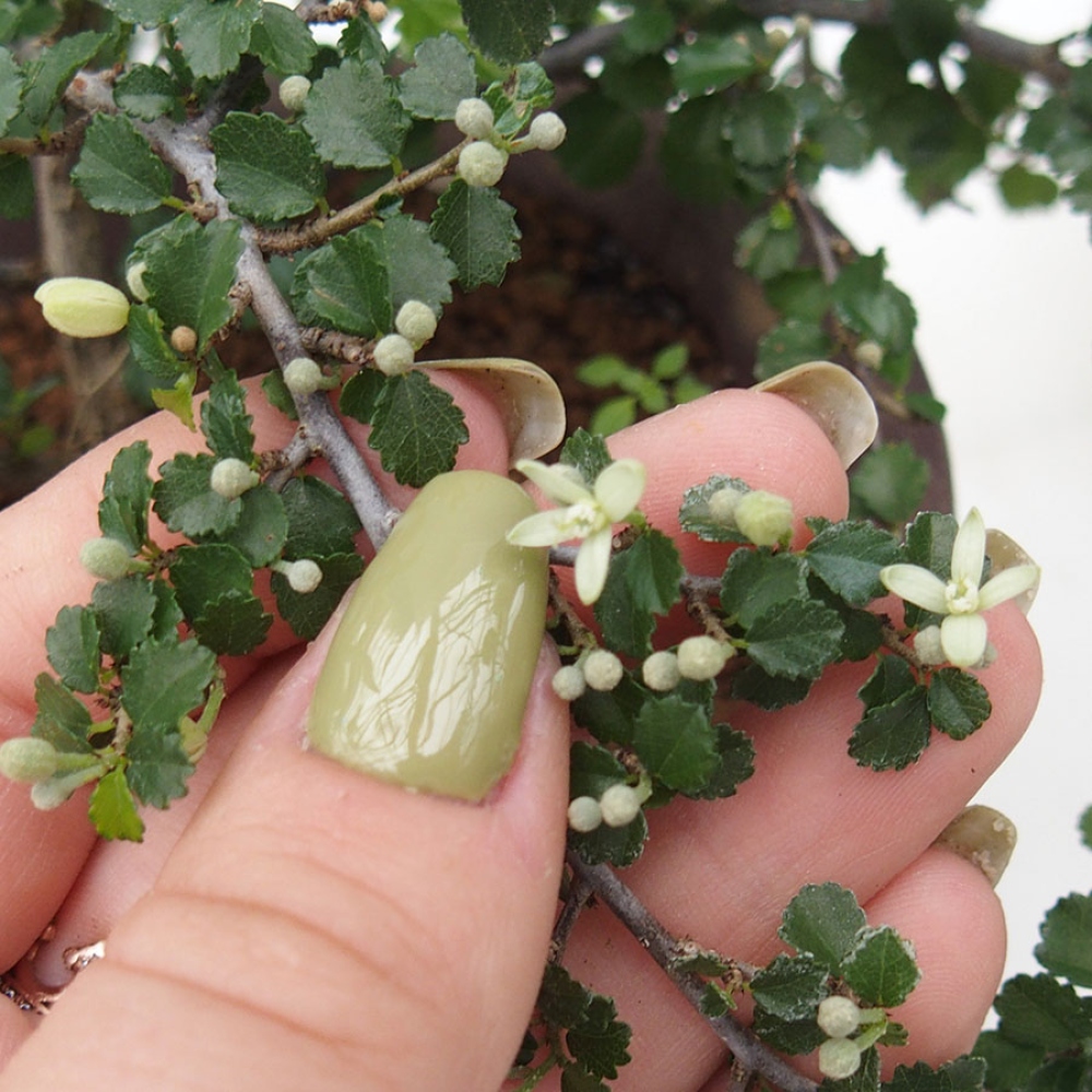 Bonsái de habitación - Grewia sp. - Grewia de hoja pequeña en contenedor