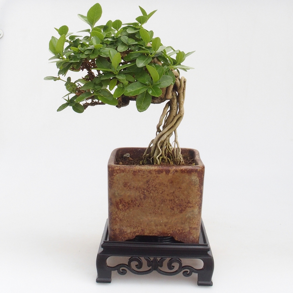 Mesa bonsai cuadrada de plástico 12,5 x 12,5 x 4 cm, color negro
