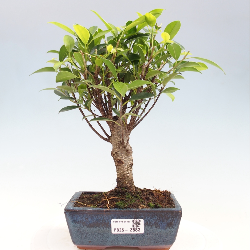 Bonsái de habitación - Ficus retusa - ficus de hoja pequeña