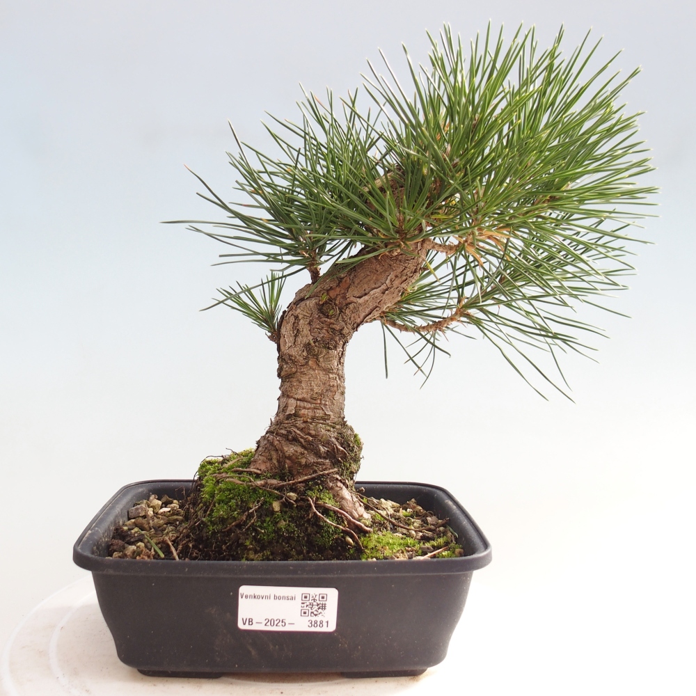 Bonsái de exterior - Pinus thunbergii - Pino Thunberg