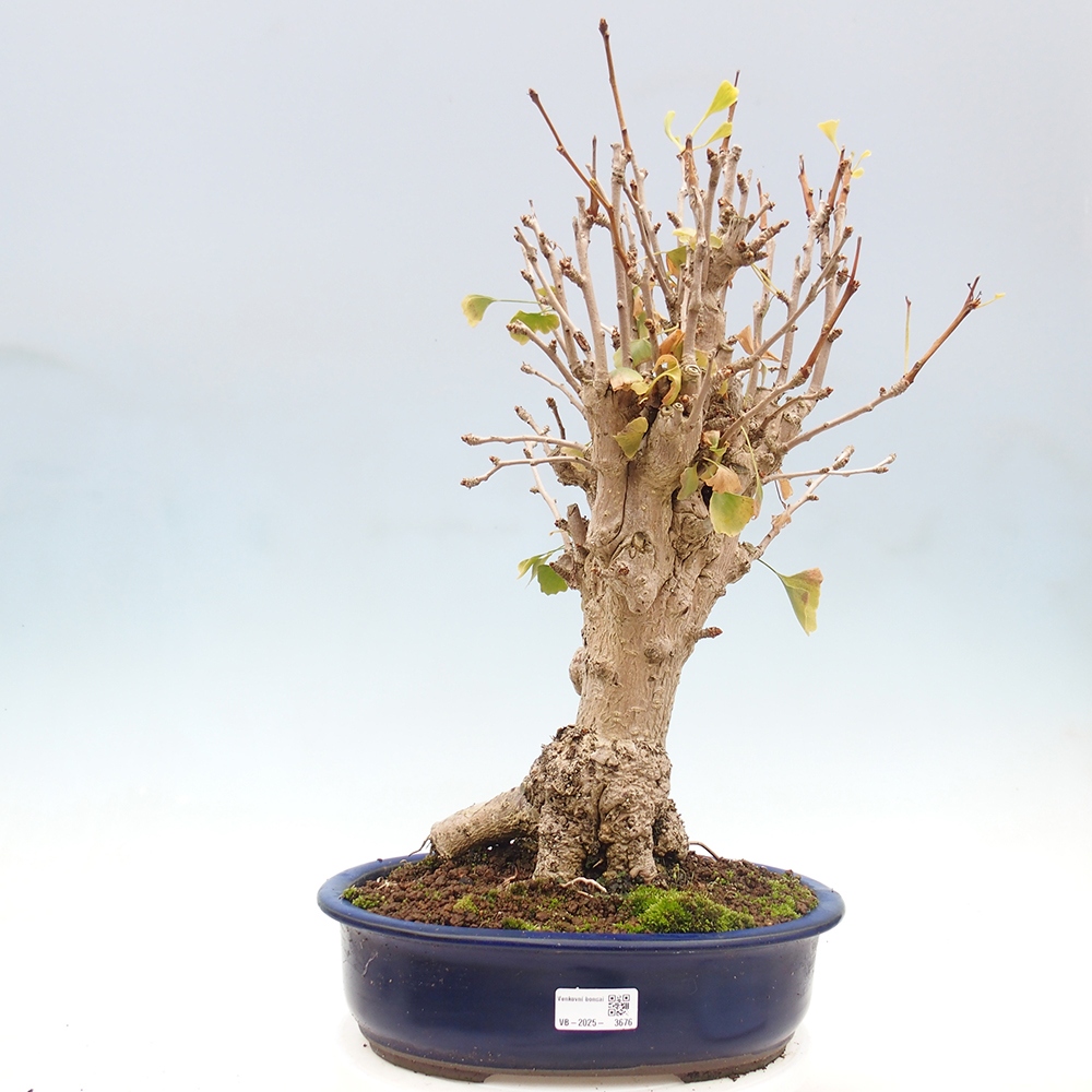 Bonsai de exterior - Ginkgo biloba - Ginkgo biloba