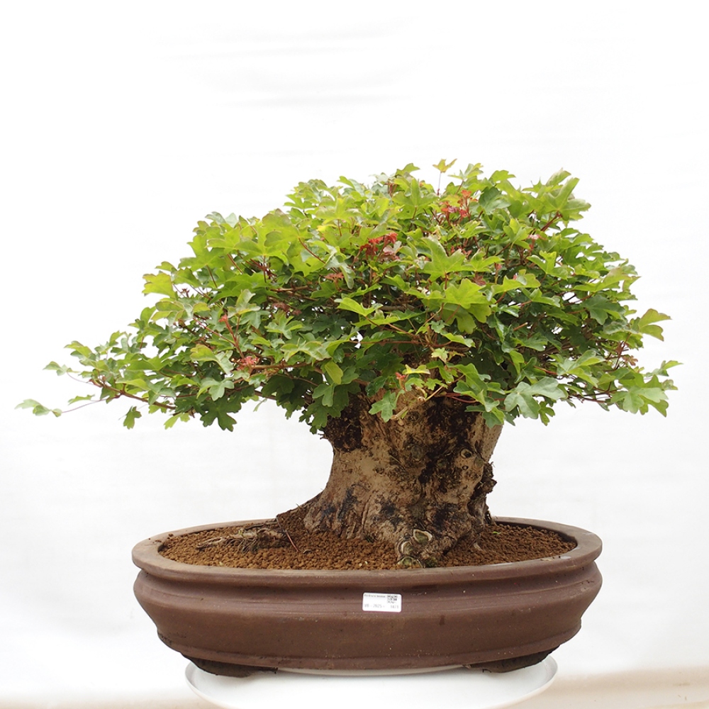 Bonsai de exterior - Acer Campestre - Arce babyka