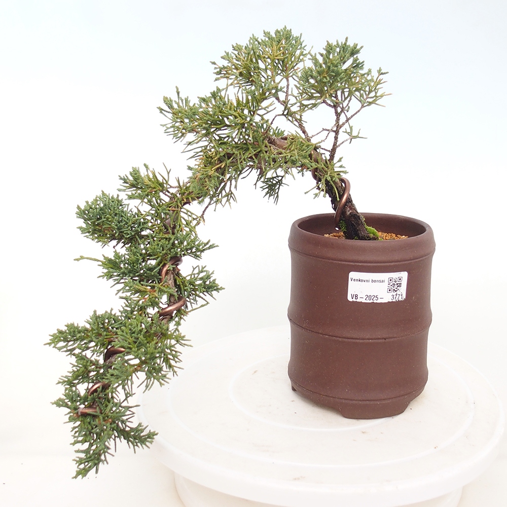 Bonsái de exterior - Juniperus chinensis Kishu