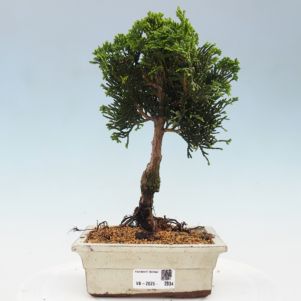Bonsai de exterior - Cham.pis obtusa Nana Gracilis - Ciprés
