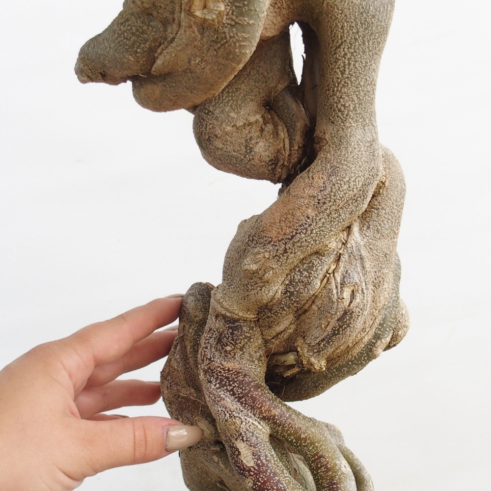 Bonsai de exterior - Acer Buergerianum - Arce hamburgués