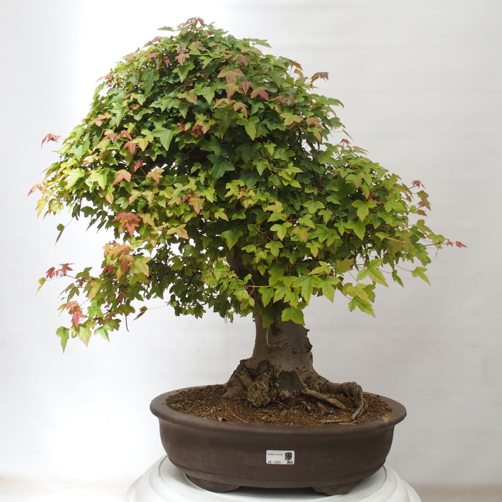 Bonsai de exterior - Acer Buergerianum - Arce hamburgués