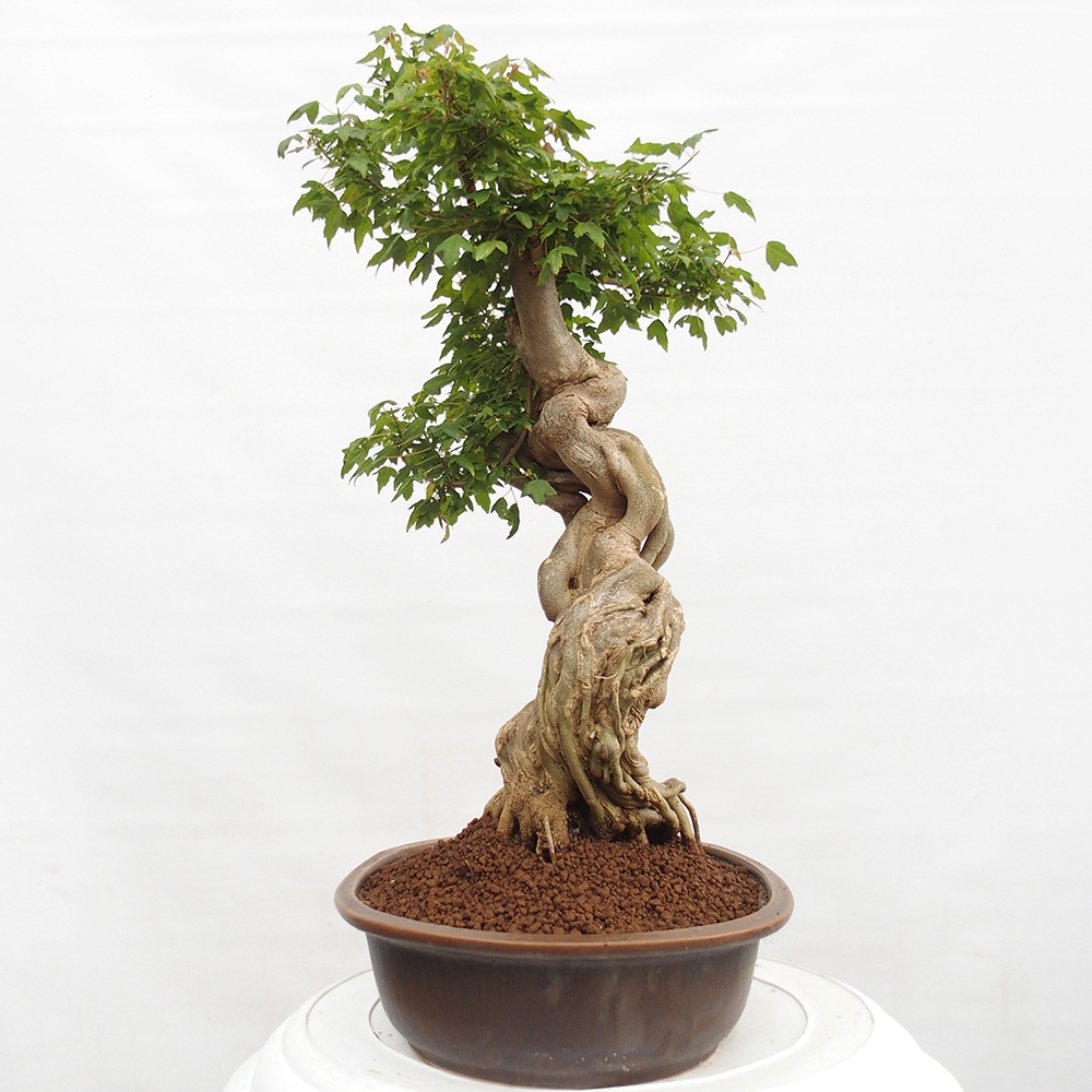 Bonsai de exterior - Acer Buergerianum - Arce hamburgués