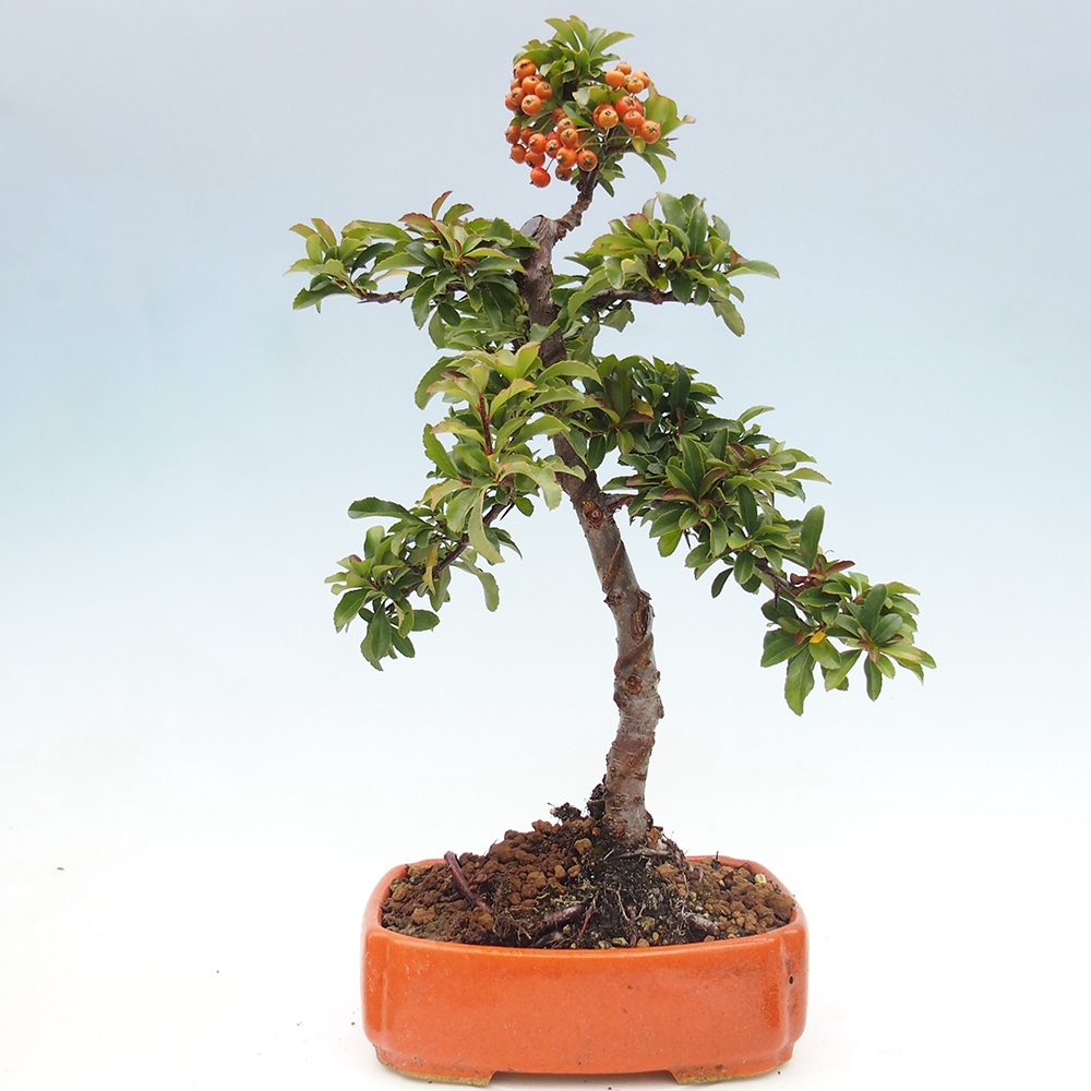Bonsái de exterior-Pyracantha Teton -Hlox