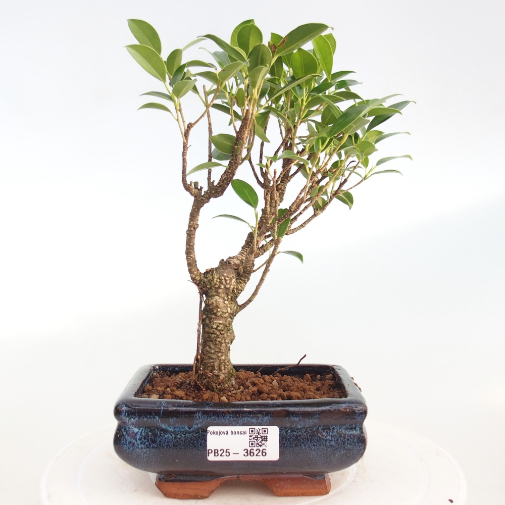 Bonsái de habitación - Ficus retusa - ficus de hoja pequeña
