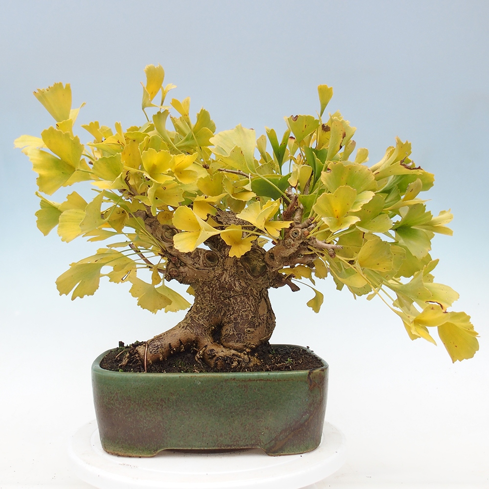Bonsai de exterior - Ginkgo biloba - Ginkgo biloba