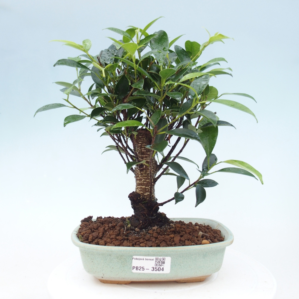 Bonsái de habitación - Ficus retusa - ficus de hoja pequeña