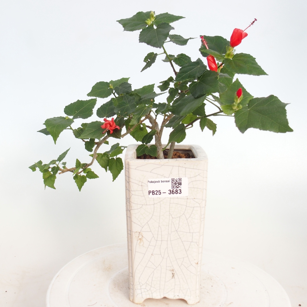 Bonsái de interior - Malvaviscus arboreus