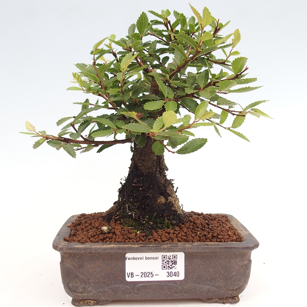 Bonsai de exterior - Zelkova - Zelkova NIRE