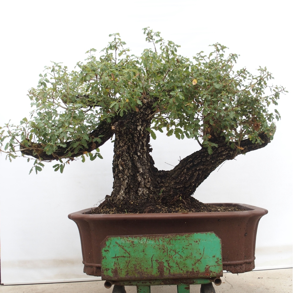 Yamadori - Quercus Ilex - Acebo de encina