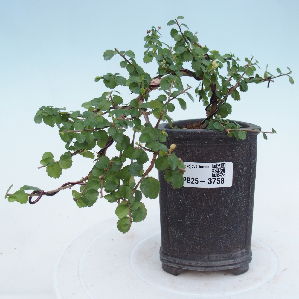 Bonsái de habitación - Grewia sp. - Grewia malafolia