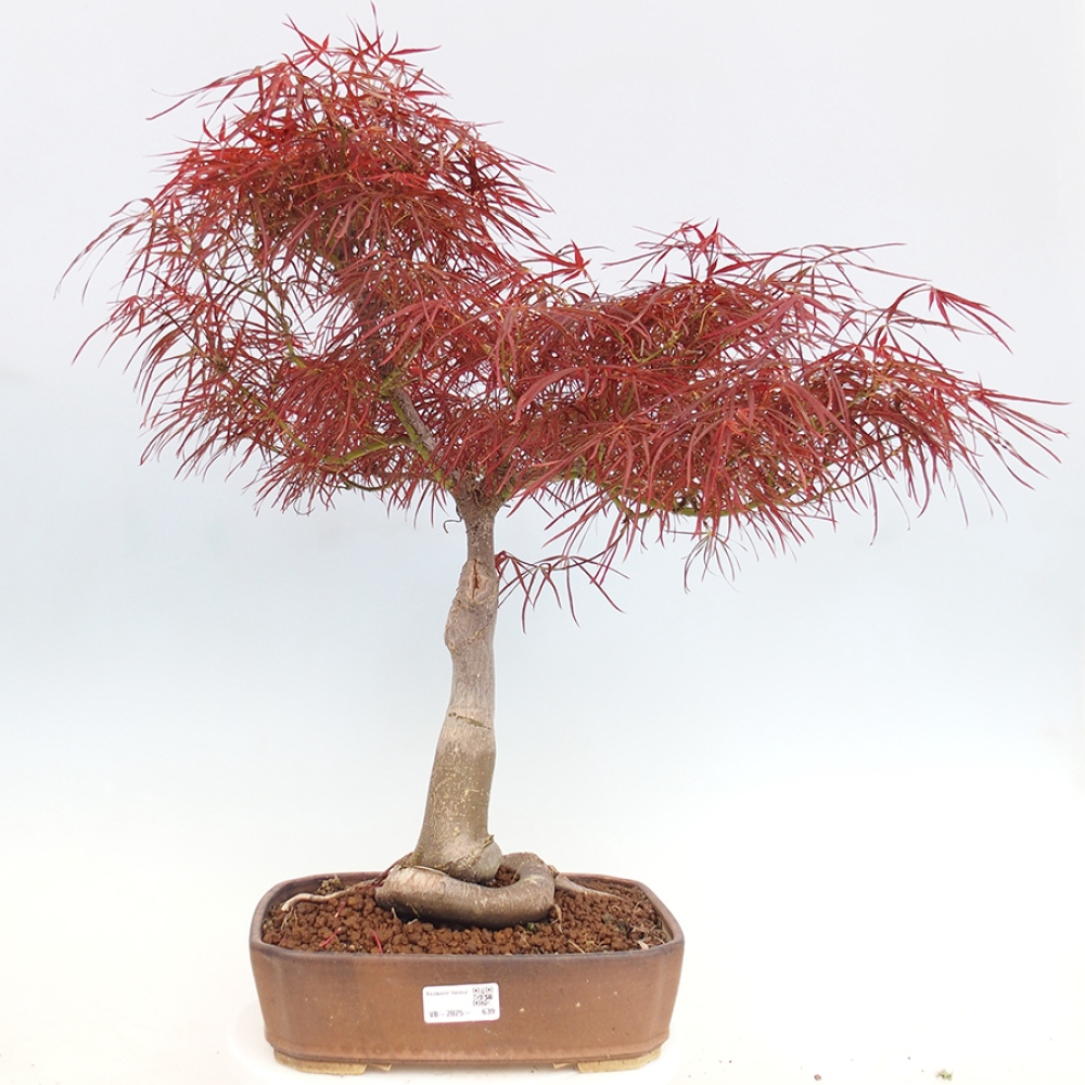 Bonsai de exterior - Acer palmatum RED PYGMY