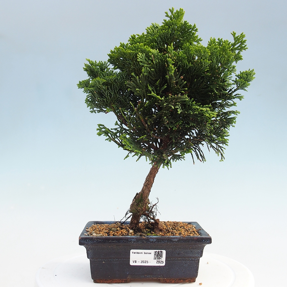 Bonsai de exterior - Cham.pis obtusa Nana Gracilis - Ciprés