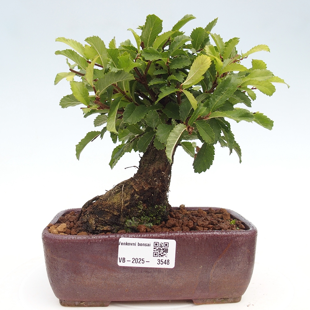 Bonsai de exterior - Zelkova - Zelkova NIRE