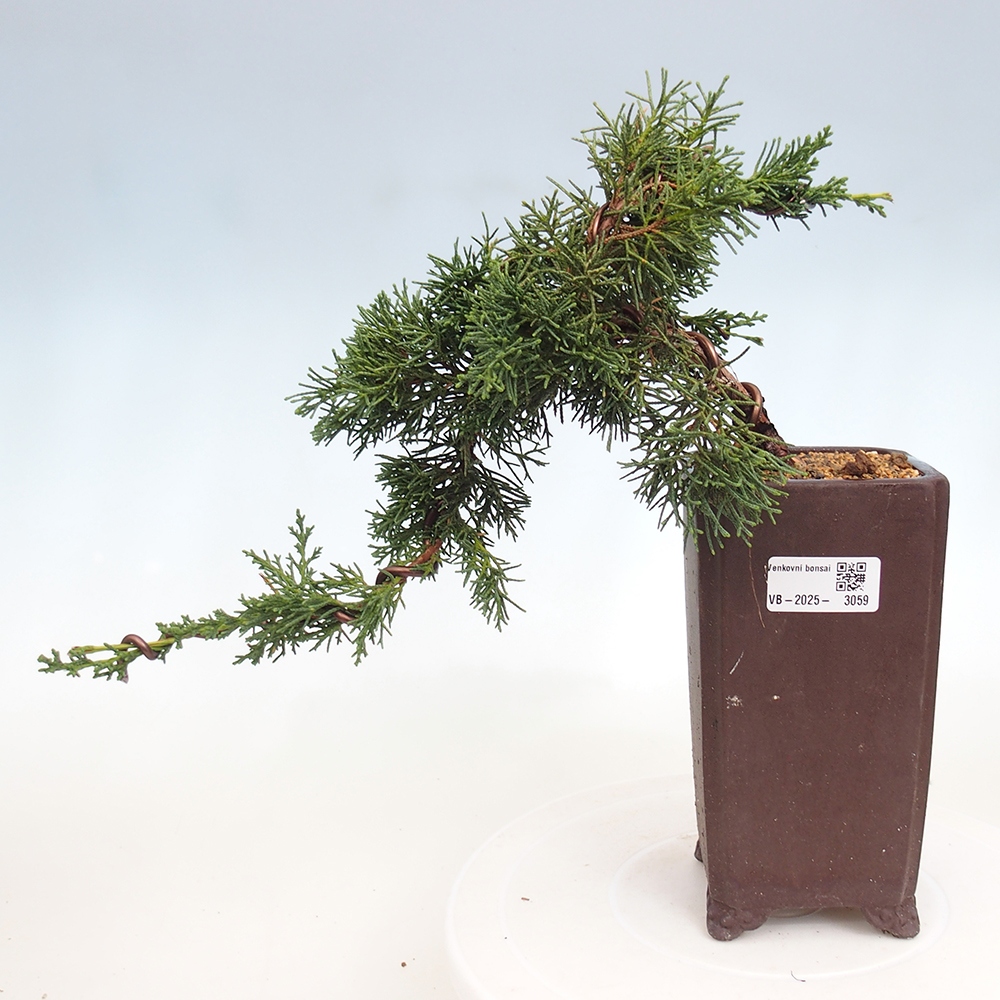 Bonsái de exterior - Juniperus chinensis Kishu