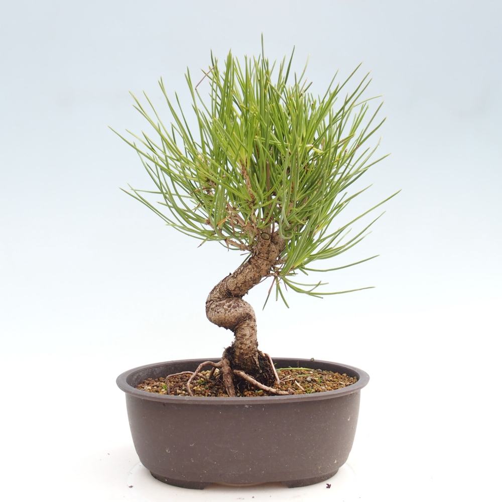Bonsái de exterior - Pinus thunbergii - Pino Thunberg