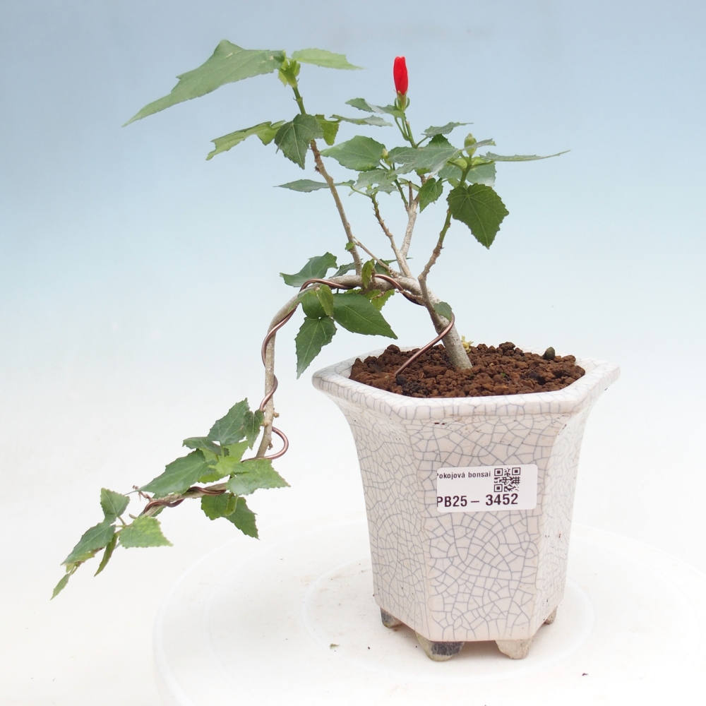 Bonsái de interior - Malvaviscus arboreus