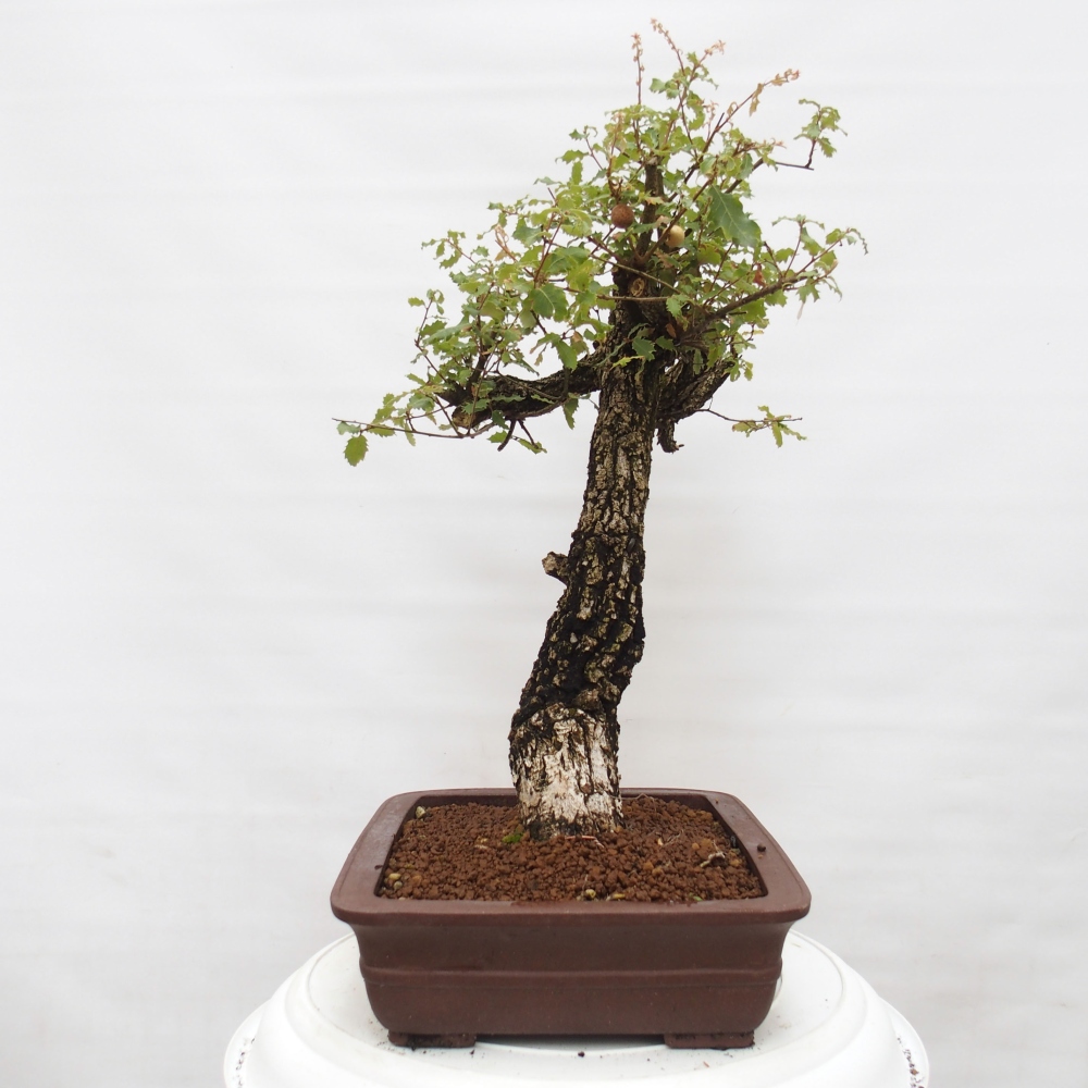 Yamadori - Quercus Ilex - Acebo de encina