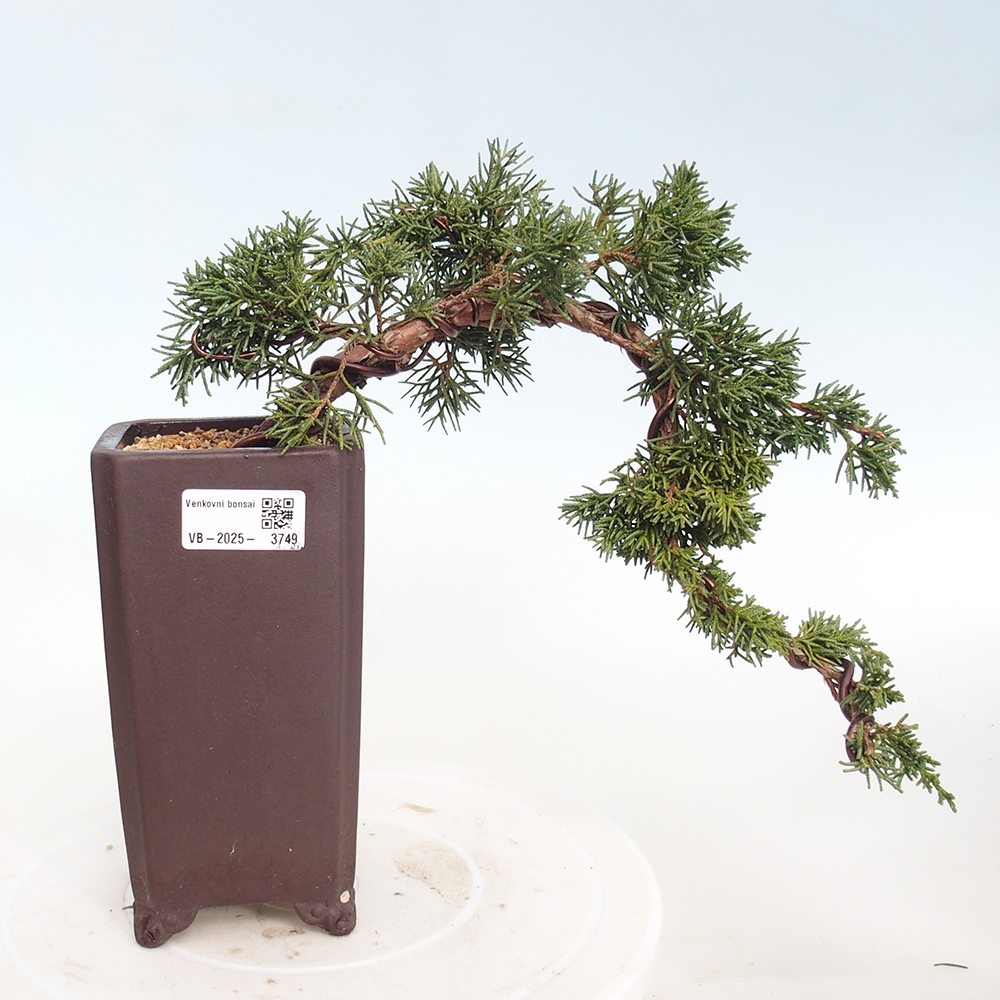 Bonsái de exterior - Juniperus chinensis Kishu