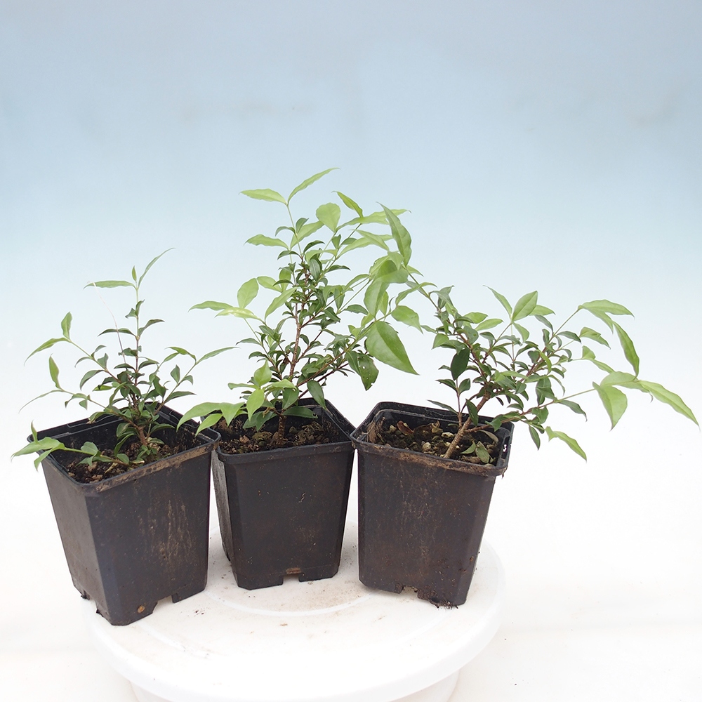 Bonsái de habitación - Malpighia coccigera- Cerezo Barbdor en contenedor