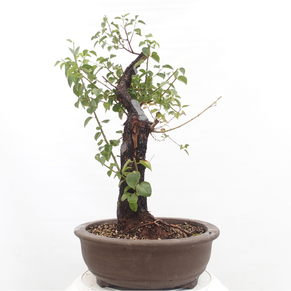 Bonsai de exterior - Mahalebka - Prunus mahaleb