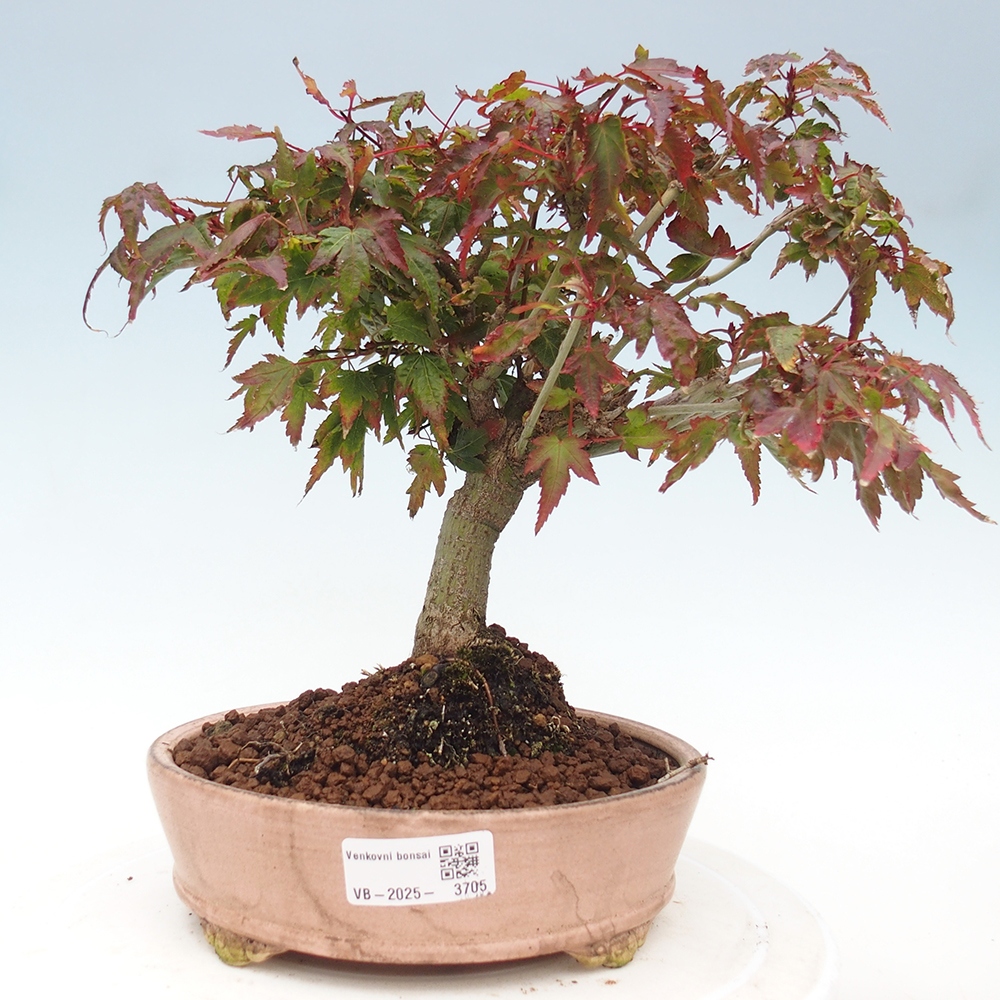 Acer palmatum KIOHIME - Arce palmito