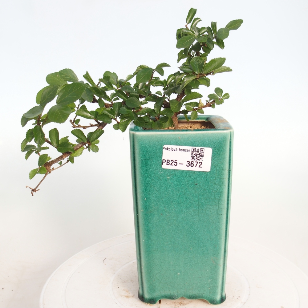 Bonsái de interior - Grewia occidentalis - Estrella de mar lavanda