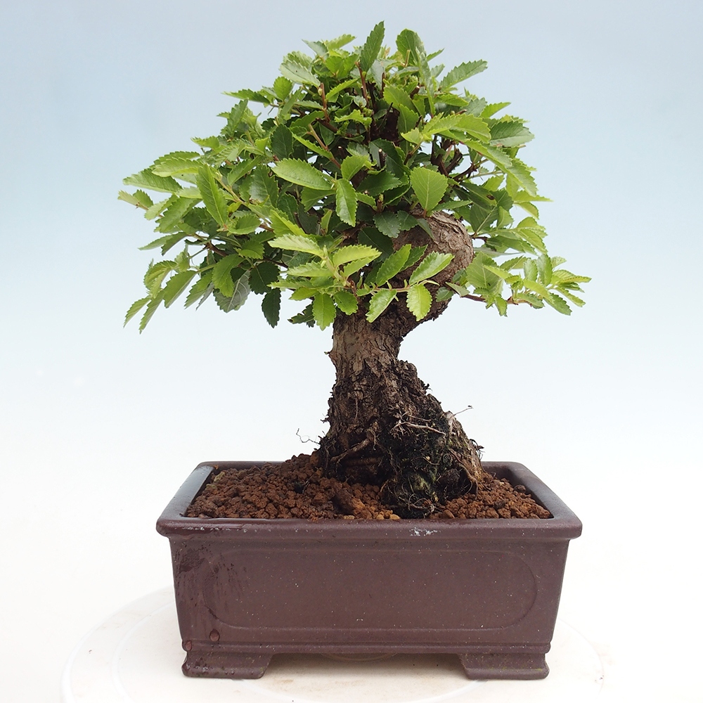 Bonsai de exterior - Zelkova - Zelkova NIRE