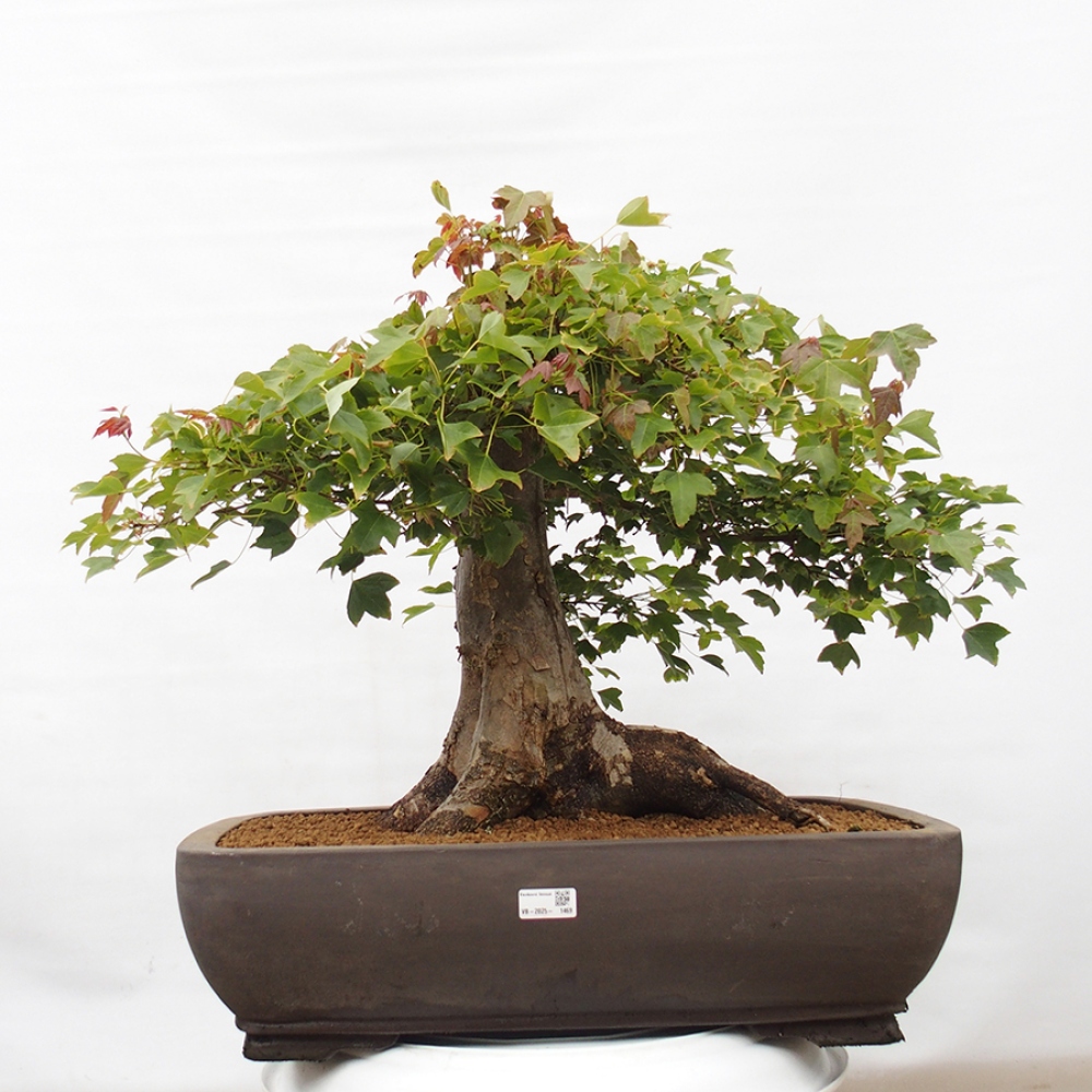 Bonsai de exterior - Acer Buergerianum - Arce hamburgués