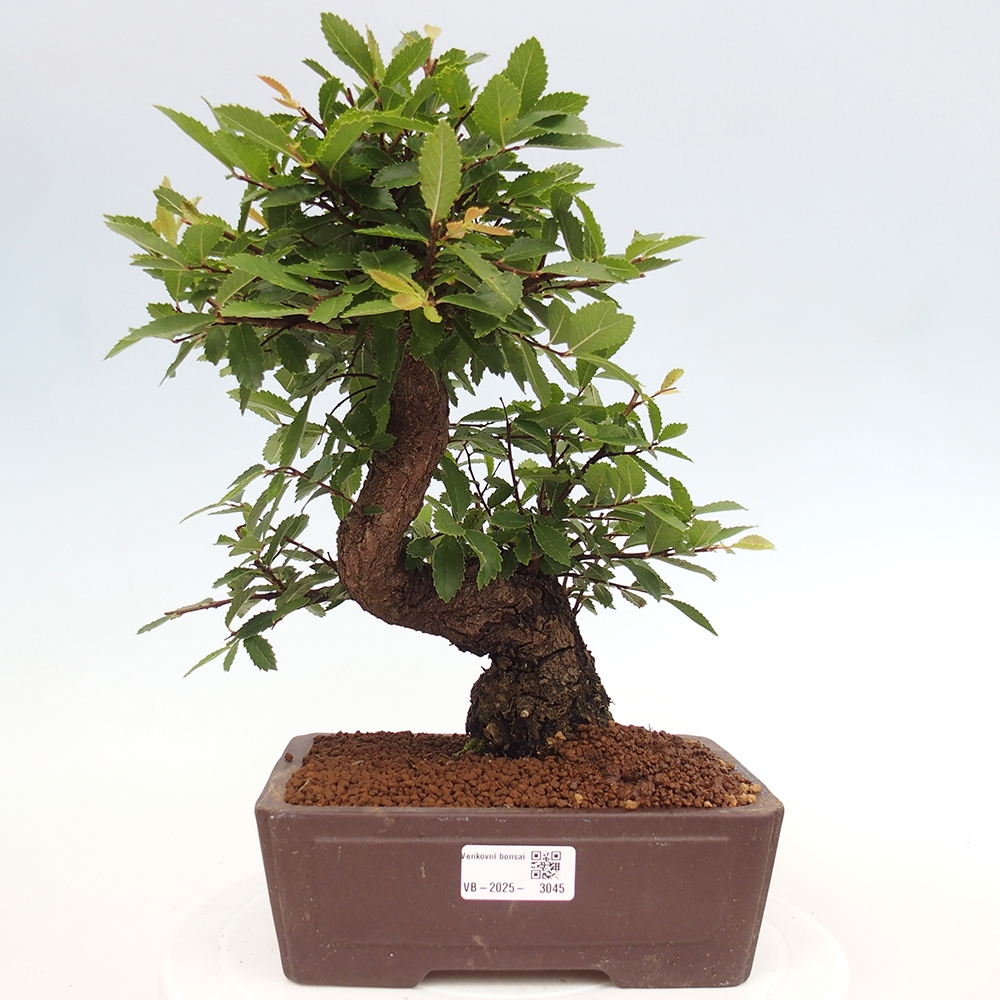 Bonsai de exterior - Zelkova - Zelkova NIRE