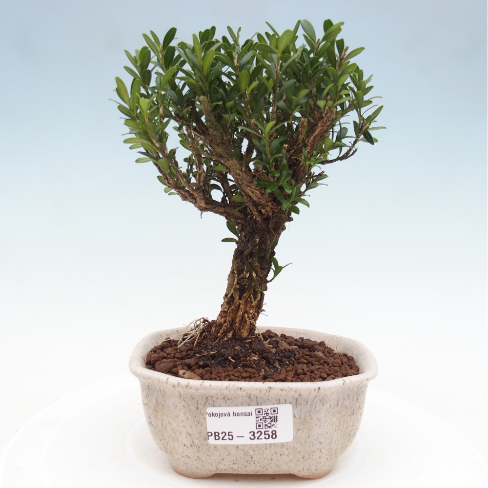 Bonsái de habitación - Buxus harlandii - buxus de corcho