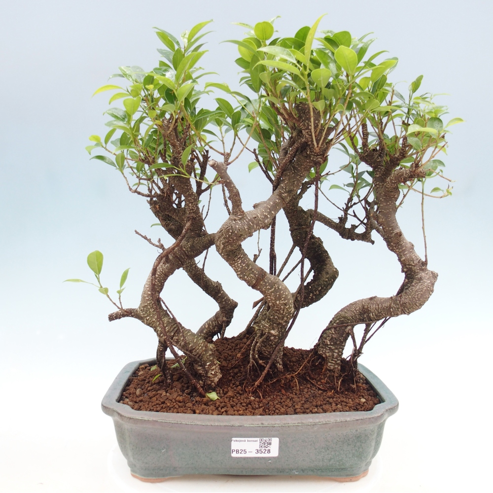 Bonsái de habitación - Ficus kimmen - ficus de hoja pequeña