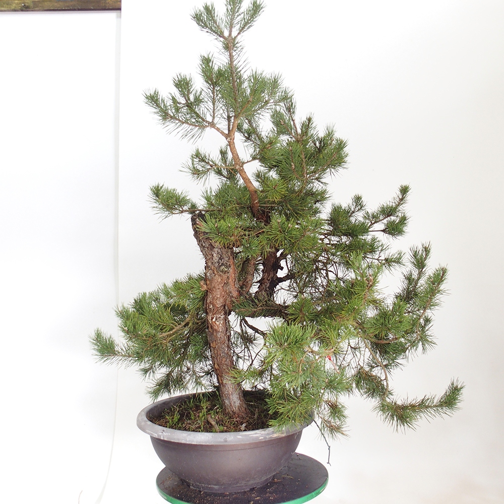 Yamadori - Pinus sylvestris España