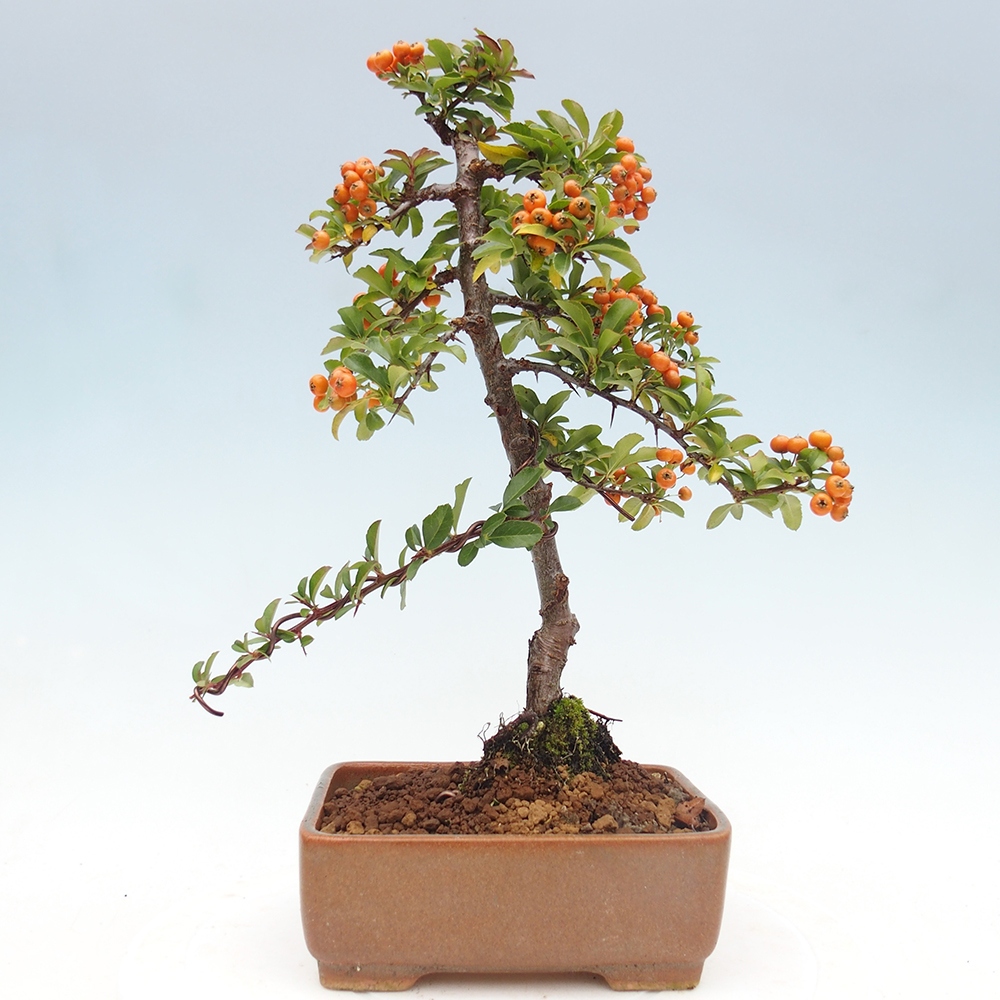 Bonsái de exterior-Pyracantha Teton -Hlox