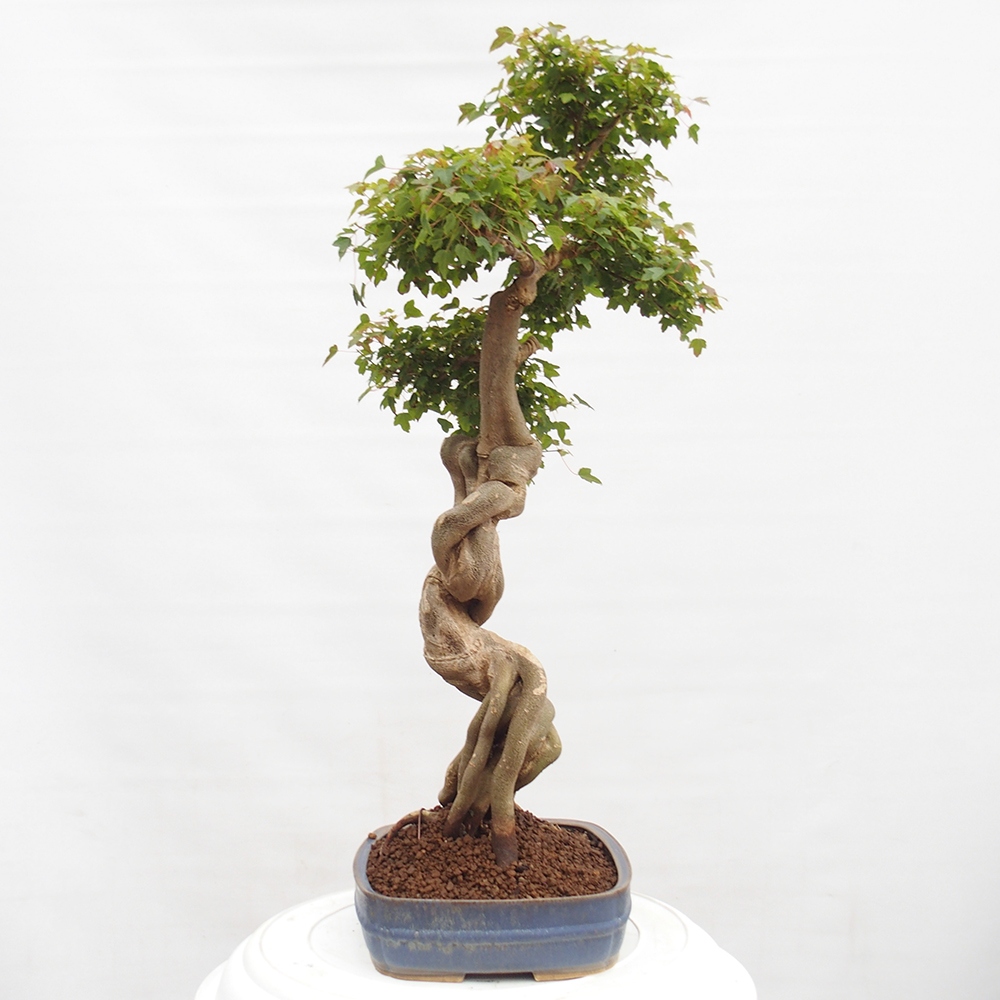 Bonsai de exterior - Acer Buergerianum - Arce hamburgués