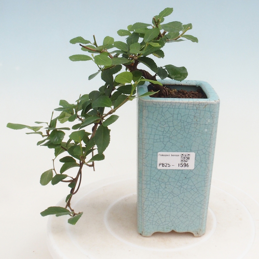 Bonsái de interior - Grewia occidentalis - Estrella de mar lavanda