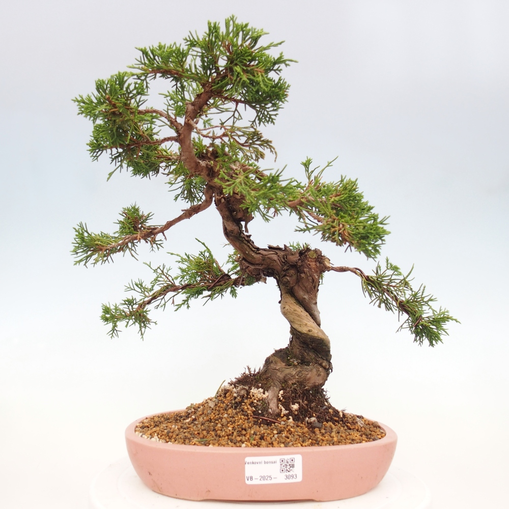 Bonsái de exterior - Juniperus chinensis Itoigawa