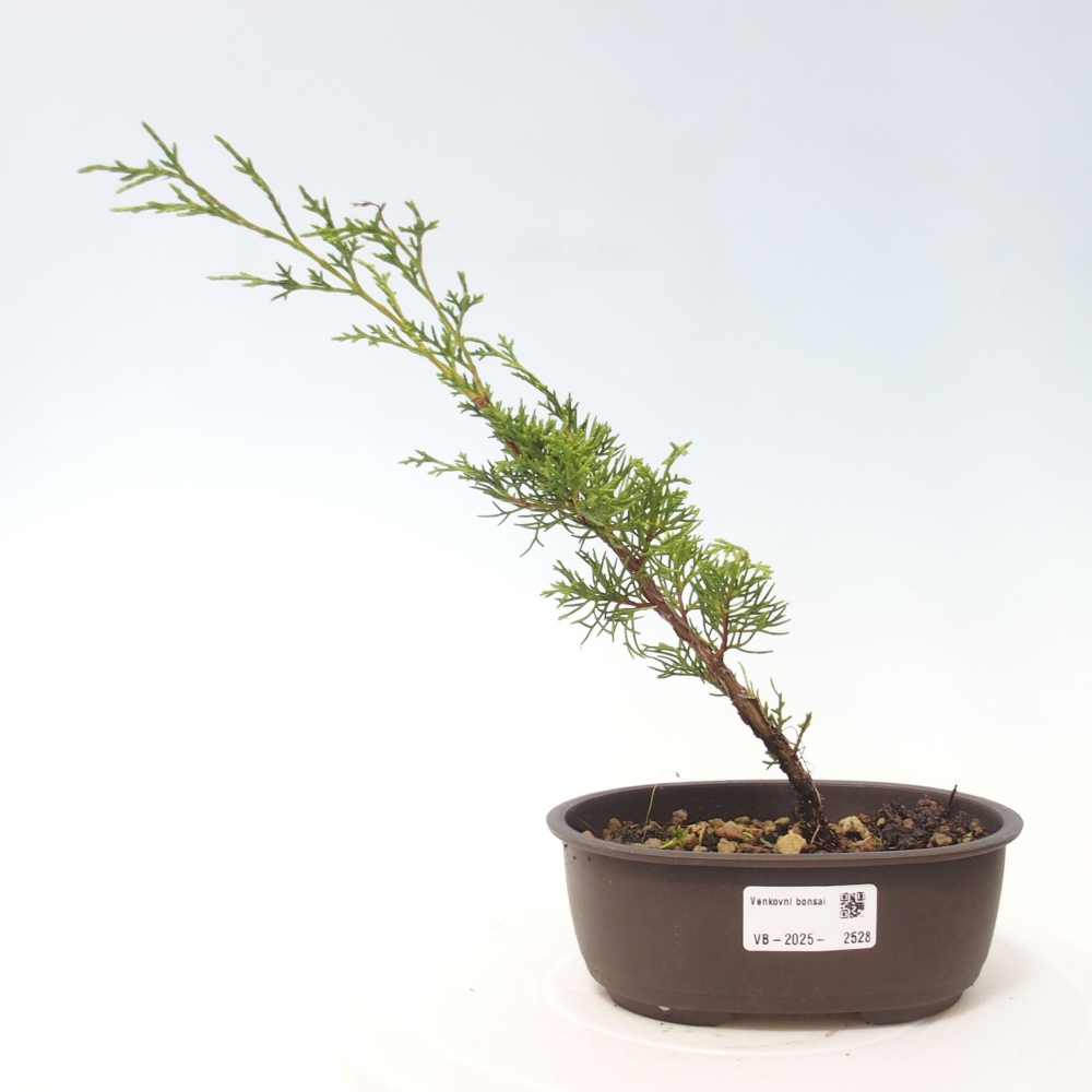 Bonsái de exterior - Juniperus chinensis Itoigawa