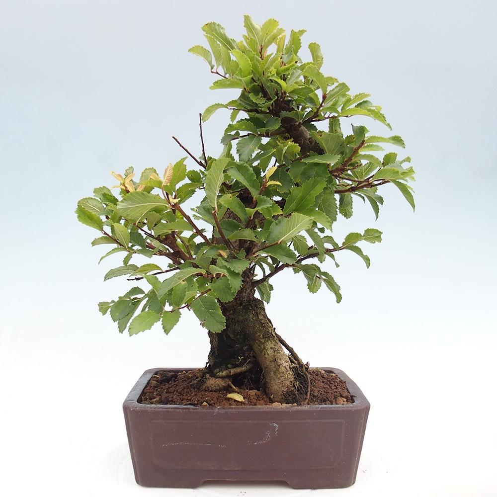 Bonsai de exterior - Zelkova - Zelkova NIRE