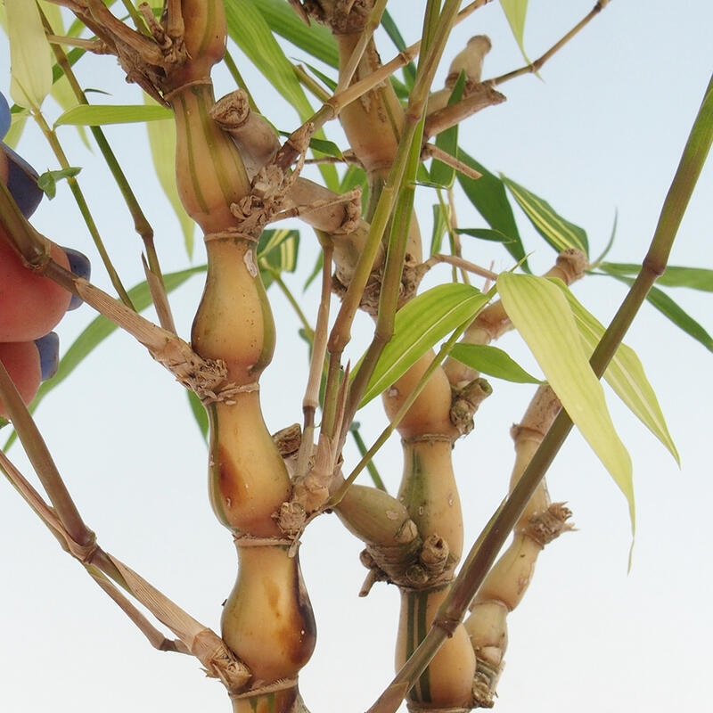 Bonsái de habitación - Bambú buda-Bambú buda barriga