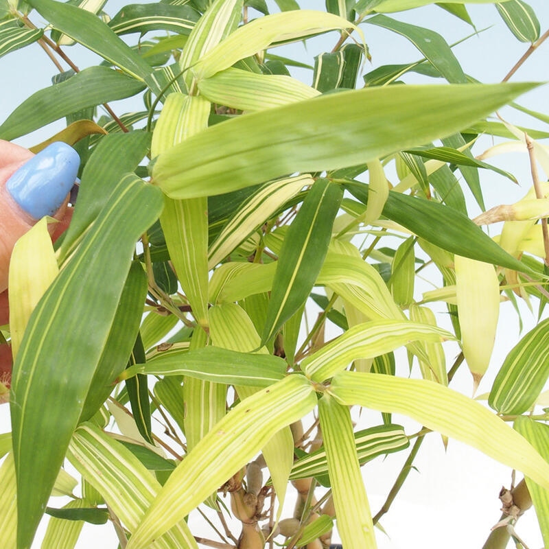 Bonsái de habitación - Bambú buda-Bambú buda barriga