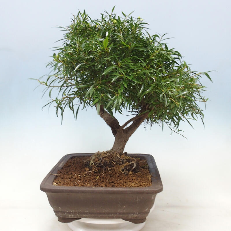 Bonsái de habitación - Ficus nerifolia - ficus de hoja pequeña
