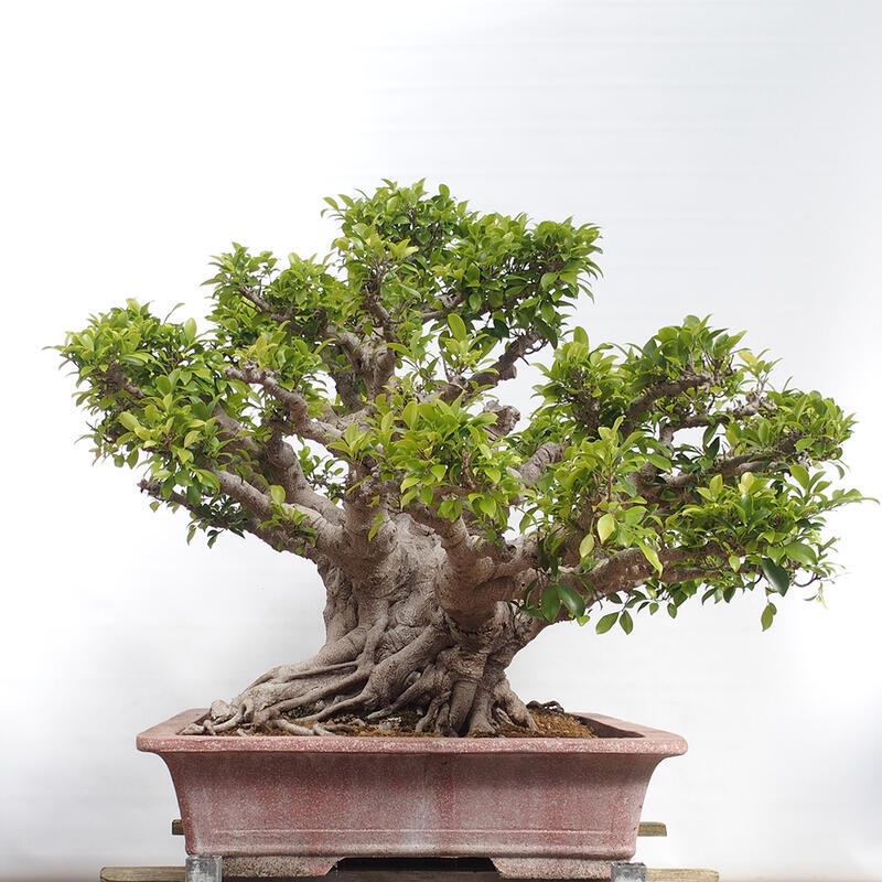 Bonsái de habitación - Ficus retusa - ficus de hoja pequeña